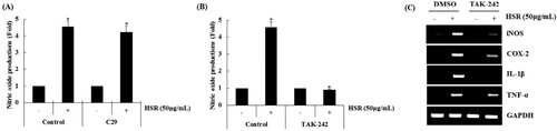 Figure 2. Effect of TLR2/TLR4 on HSR-mediated production of immunomodulators in RAW264.7 cells. RAW264.7 cells were pretreated with C29 (TLR2 inhibitor, 10 μM) or TAK-242 (TLR4 inhibitor, 10 μM) for 2 h and co-treated with HSR (50 μg/ml) for 24 h. (A) NO level (C29), (B) NO level (TAK-242), and (C) mRNA level (TAK-242) were measured by Griess assay (A and B) and RT-PCR (C), respectively. *P < 0.05 compared to that for cells without HSR treatment.