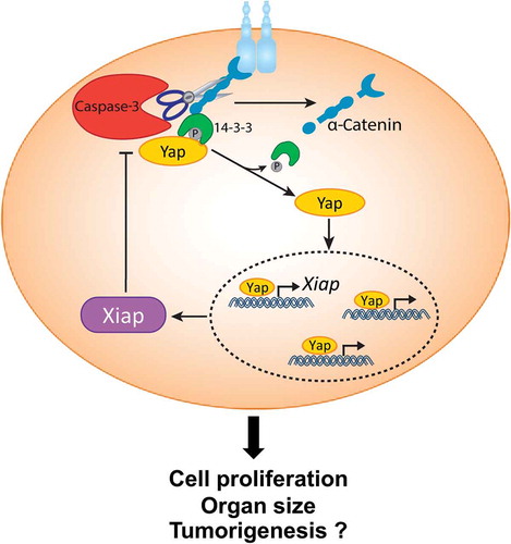 Figure 1. Non-apoptotic role of Caspase-3 in Yap signaling.α-Catenin sequesters phosphorylated inactive Yes-associated protein 1 (pYap) in the cytoplasm via interaction with 14–3-3. Upon Caspase-3 activation, α-Catenin is cleaved leading to the dissociation of 14–3-3 and pYap from the complex. pYap is then dephosphorylated, which enables it to translocate to the nucleus where it regulates transcription of its target genes, including X-linked inhibitor of apoptosis (Xiap). In turn, Xiap generates a feedback loop by blocking Caspase-3 activity. This molecular signaling circuit dictates cell proliferation, organ size and potentially plays a role in tumorigenesis.