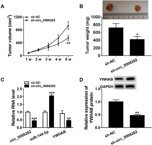 Figure 7 Circ_0006282 deficiency hampered tumor growth in vivo. (A) Tumor volume was monitored every week. (B) Tumor weight was examined after 5 weeks. (C) The levels of circ_0006282, miR-144-5p and YWHAB mRNA in the collected tumors were determined by qRT-PCR assay. (D) The protein level of YWHAB in the collected tumors was measured by Western blot assay. *P<0.05 vs sh-NC, **P<0.01 vs sh-NC, ***P<0.001 vs sh-NC.