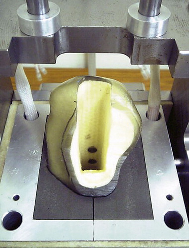 Figure 2. A composite femur fixed in the tester. Rods were set at the cement-bone interface.