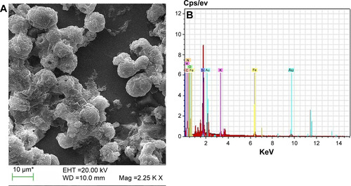 Figure S5 (A) Scanning electron microscopy (SEM) image of magnetically deflected nanoparticle (CSO-INP)/cyst-aggregates. (B) SEM-EDX element analysis of nanoparticles/cyst aggregates.Abbreviations: CSO-INP, chitosan oligosaccharide-functionalized iron oxide nanoparticle; EDX, energy-dispersive X-ray spectroscopy.
