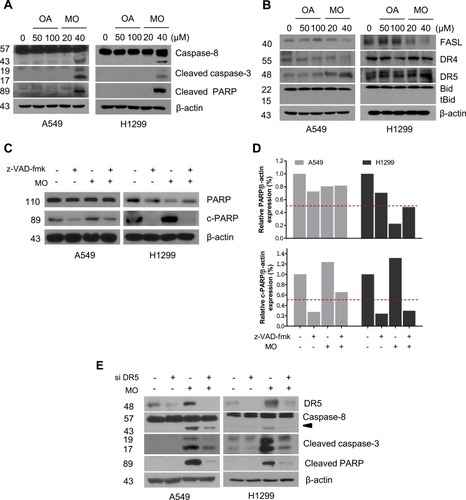 Figure 2 Methyloleanolate (MO) induced cell death by activation of caspase-3 and caspase-8 and death receptor 5 (DR5) more than oleanolate (OA) did in A549 and H1299 non–small cell lung cancer cells. (A) Effect of OA or MO on caspase-8, cleaved caspase-3, and PARP in A549 and H1299 cells. The cells were treated with OA (50, 100 or MO (20, 40 for 12 hrs and subjected to Western blotting with antibodies of caspase-8, caspase-3, cleaved PARP, and β actin. (B) Effect of OA or MO on FASL, DR4, DR5, and Bid in A549 and H1299 cells. (C) Effect of pancaspase inhibitor z-VAD-fmk on PARP cleavage in MO-treated A549 and H1299 cells. (D) Effect of pancaspase inhibitor z-VAD-fmk on the viability of A549 and H1299 cells in the presence or absence of MO or doxorubicin (Dox). (E) Effect of DR5 depletion on DR5, caspase-8, caspase-3, and PARP in MO-treated A549 and H1299 cells. Cells were transfected with control or DR5 siRNA plasmids with or without MO (40 μM) for 12 hrs and subjected to Western blotting with antibodies of DR5, caspase-8, caspase-3, PARP, and β actin.