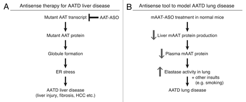 Figure 4. Antisense ASOs provide a novel therapy for AATD liver disease and a unique model for AATD lung disease. (A) hAAT-ASO treatment in PiZ mice reduces mutant protein production and aggregation. This decreases ER stress and ameliorates liver disease including cell death, fibrosis, and risk of HCC. (B) mAAT-ASO treatment can be used to model AATD lung disease. mAAT-ASO treatment reduces circulating AAT levels and results in overactive elastase in the lung, which may lead to emphysema in the presence of other insults such as smoking.