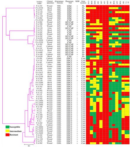 Figure 3 Phylogenetic tree of β-lactamases genes based on the gene sequencing of the class A and class B β-lactamases in P. aeruginosa isolates.Abbreviations: MDR, multidrug-resistant; Com, chromosomal genes; Pls, plasmid genes; CAZ, ceftazidime; DOR, doripenem; MER, meropenem; IMI, imipenem; CPE, cefepime; GEN, gentamycin; CIP, ciprofloxacin; AK, amikacin; NOR, norfloxacin; AZT, aztreonam; TOB, tobramycin; PIP, piperacillin; PI/TA, piperacillin/tazobactam.