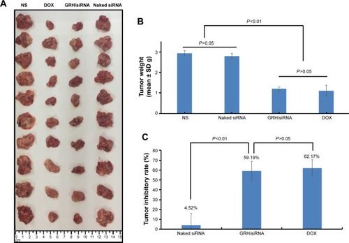 Figure 14 The antitumor effect of NS, DOX, GRH/survivin-siRNA, and NS-siRNA in vivo.