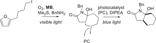 Scheme 4. Formation of a general bicyclic lactam from furyl-alkyl iodide using methylene blue (MB) and an Ir(III) photocatalyst. Adapted from Angew. Chem. Int. Ed. 2021, 133(8), 4381–4387