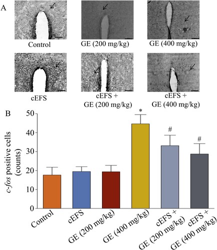 Figure 6. Effects of GE on c-fos expression in the PVN region of brain. Immunohistochemical image of c-fos positive cells in the PVN region (20x). The arrow shows the c-fos positive cells (A). Statistical comparison of the number of c-fos positive cells in the PVN brain region in different groups (B). Data are presented as mean ± S.D. (n = 8 mice per group). *p < 0.05 shows comparison with the control group, and #p < 0.05 shows comparison with the cEFS group.