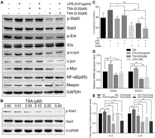 Figure 5 TSA prevented Stat3 phosphorylation and reduced LPS-induced cancer stem-like tumorosphere formation. (A) The total cellular protein of DU145 cell treated with LPS at 0.01 µg/mL and/or TSA was extracted by RIPA lysis buffer. The protein level of p-Stat3, Stat3 and GAPDH were evaluated by Western blot. (B) The total cellular protein of DU145 cell treated with variant concentrations of TSA was extracted by RIPA lysis buffer and the protein level of p-Stat3, Stat3 and GAPDH were evaluated by Western blot. (C) The DU145 cell was treated with TSA (0.02 µM) and/or Stattic (2 µM) and/or LPS (0.01 µM) followed by the tumorosphere forming assay. The formatted tumorospheres were counted and presented. (D) After LPS and/or TSA treatment, the relative expression of cancer stem cell-associated genes CD44 and SOX-2 in DU145 tumorosphere cells was determined with qRT-PCR and normalized with internal control GAPDH. (E) DU145 cancer cells were treated with TSA and /or LPS (0.01 µM) for 48 hrs and total cellular RNA was extracted. The relative expression of IL-6, IL-8 genes were determined with qRT-PCR and normalized with internal control GAPDH. (*p<0.05; **p<0.01; ***p<0.001).