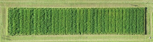 Figure 1. An aerial view (30-m altitude) of the experiment at Rådde field station in 2019. The orthomosaic was constructed from numerous images captured with a drone, and processed using tools in Solvi. Different plots appear different shades of green.