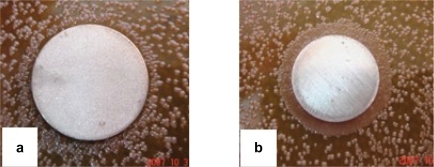 Figure 4 Photographs showing the ZoI tests for Ti-nAg (a) and Ti-polished (b).Abbreviation: ZoI, zone of inhibition.