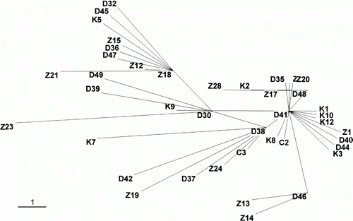 Figure 4.  Minimum spanning network constructed using mtDNA COI for Larimichthys polyactis populations from Korea and China. K1–K14, C1–C3, D30–D49 and Z11–Z28 indicate individuals of L. polyactis from Jeju Island in Korea, and Qingdao, Dalian and Zhoushan in China, respectively. The bar reflects a one nucleotide difference.