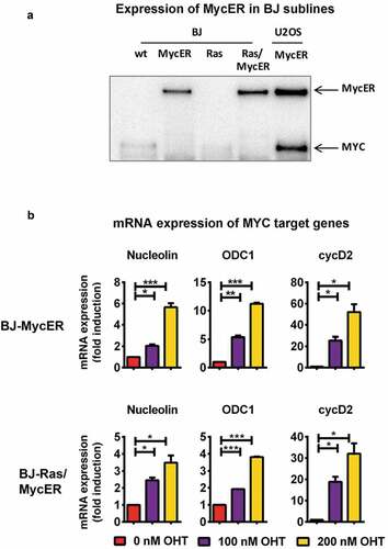 Figure 3. Establishment of BJ and BJ-Ras sublines expressing the 4-OH-tamoxifen regulatable MycER vector (BJ-MycER and BJ-Ras/MycER cells, respectively). (a) Immunoblot analysis of MycER protein expression (upper band) in selected BJ-MycER and BJ-Ras/MycER clones. U2OS osteosarcoma cells expressing the MycER construct was used as control. (b) RT-qPCR analysis of mRNA expression of MYC target genes after the cells were serum starved for 24 hrs and subsequently treated with either with 100 or 200 nM 4-OH-tamoxifen (OHT) for another 24 hrs. Relative fold change of mRNA expression is displayed as mean ± SEM, *p < 0.05, **p < 0.01, ***p < 0.001.