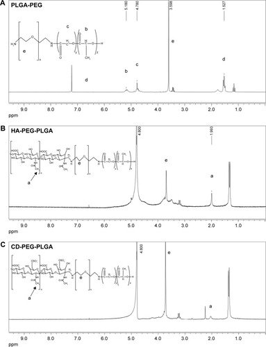 Figure 1 The 1H-NMR spectra of (A) PLGA-PEG, (B) HA-PEG-PLGA, and (C) CD-PEG-PLGA copolymers. Figure 2 Particle size, zeta potential, and gel electrophoresis of D/P lipoplex and D/P-loaded HA-PEG-PLGA and CD-PEG-PLGA NPs.Notes: (A) Mean particle size and mean zeta potential (n=3). (B) Size and zeta potential distribution. (C) Gel electrophoresis at 50 V for 90 min.Abbreviations: CD, chondroitin sulfate; D/P, 1,2-dioleoyl-3-trimethylammonium-propane/pDNA; HA, hyaluronic acid; NPs, nanoparticles; PEG, poly(ethylene glycol); PLGA, poly(D,L-lactide-co-glycolide).Display full size Figure 3 The morphology of erythrocytes (A) before and after being incubated with (B) D/P-loaded HA-PEG-PLGA and (C) D/P-loaded CD-PEG-PLGA NPs, respectively.Abbreviations: CD, chondroitin sulfate; D/P, 1,2-dioleoyl-3-trimethylammonium-propane/pDNA; HA, hyaluronic acid; NPs, nanoparticles; PEG, poly(ethylene glycol); PLGA, poly(D,L-lactide-co-glycolide).Display full sizeAbbreviations: 1H-NMR, proton nuclear magnetic resonance; CD, chondroitin sulfate; HA, hyaluronic acid; PEG, poly(ethylene glycol); PLGA, poly(D,L-lactide-co-glycolide).