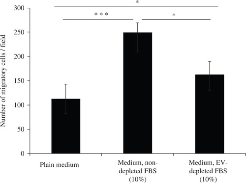 Fig. 1.  Depletion of extracellular vesicles reduces FBS-induced cell migration. Medium was either supplemented with 10% FBS (Medium, non-depleted FBS) or 10% FBS that had been centrifuged for 18 hours to eliminate extracellular vesicle (Medium, EV-depleted FBS). As a control, FBS-free media was used (Plain medium). A549 cells were seeded on one side of a gelatin coated membrane of a Boyden chamber to evaluate cellular transmigration towards the various stimuli on the other side of the membrane. Student's t-test was used to determine significant differences, p<0.05, ***p<0.001. n=3.