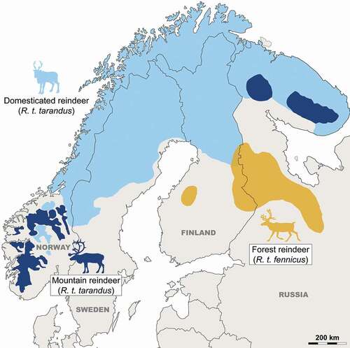 Figure 1. Current geographical distribution of the two reindeer subspecies, including wild and domestic populations in Fennoscandia (from Suominen and Olofsson Citation2000).