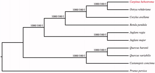 Figure 1. The phylogenetic tree based on the 10 complete chloroplast genome sequences. NJ/ML/Bayesian posterior probabilities/bootstrap values are shown at nodes. Accession numbers: Betula pendula LT855378, Carpinus hebestroma MG720819, Castanopsis concinna NC_033409, Corylus avellana KX822768, Juglans major NC_035966, Juglans regia NC_028617, Ostrya rehderiana KT454094, Prunus persica HQ336405, Quercus baronii KT963087 and Quercus variabilis KU240009.