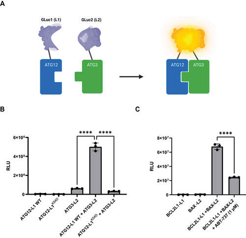 Figure 1. Adapting the PCA platform for detecting PPI inhibition by small compounds. (A) Scheme of the PCA methodology. ATG12 and ATG3 proteins are fused at their C termini to inactive fragments of luciferase GLuc1 (L1) and GLuc2 (L2), respectively, and co-expressed in cells [Citation31]. When ATG3 and ATG12 proteins interact, the inactive fragments combine to form fully active luciferase. (B) Representative PCA assay of ATG12-L1 and ATG3-L2 lysate mixing protocol. ATG12-L1 WT or ATG12-L1K54D lysates were mixed with ATG3-L2 lysates. RLU, relative luminescence units. (C) Representative PCA assay of BCL2L1-L1 and BAX-L2 lysate mixing protocol with ABT-737. BCL2L1-L1 expressing lysate was mixed with 1 µM ABT-737 prior to addition of BAX-L2 lysate.