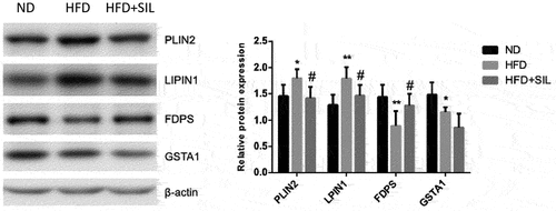 Figure 6. The relative protein expression of PLIN2, LPIN1, FDPS and GSTA1 in liver. *P < 0.05 and **P < 0.01 vs ND, #P < 0.05 and ##P < 0.01 vs HFD.