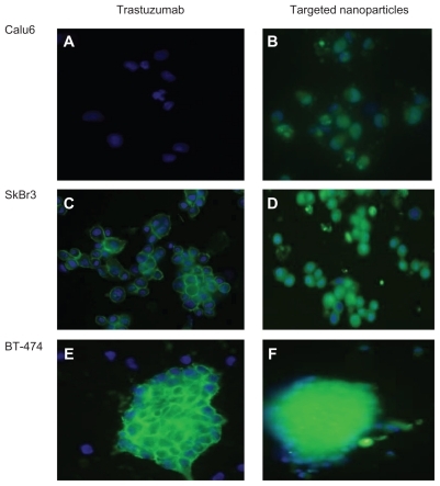 Figure 3 (A) Fluorescence microscope image of HER 2-overexpressing SKBR3 and BT-474 cells and (B) HER 2-negative Calu-6 cells, incubated with FITC-conjugated trastuzumab and docetaxel-PLGA nanoparticles coated with FITC-conjugated monoclonal antibody after 1 hour of incubation.Abbreviations: HER2, human epidermal growth factor receptor 2; FITC, fluorescein isothiocyanate; PLGA, poly lactic-co-glycolic acid.