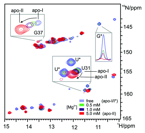 Figure 3. Mg2+-induced changes of the P1-long aptamer domain ([RNA] = 0.5 mM): Overlay of imino regions of 2D- 1H,15N-HSQC spectra with different Mg2+-concentrations (0 to 5 mM). Insets show expansions of different imino signals. Signals labeled with a star (*) belong to heterogeneous conformations that are not assigned (apo-I*) and disappear upon addition of Mg2+ without chemical shift changes. Assigned signals (e.g., G37, U31) from the apo-I conformation shift to the position of signals corresponding to the apo-II conformation as indicated by an arrow.