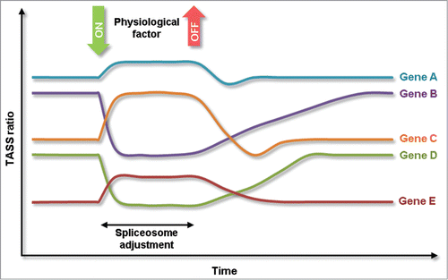 Figure 3. Model of physiologically triggered, concerted shift in alternative splicing (PCAS). PCAS functions through a basic decision rule on TASS splicing at multiple genes simultaneously. Nevertheless, changes in TASS ratios retain individual characteristics with respect to response magnitude and response times.