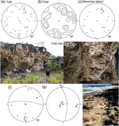 Figure 11. Lower hemisphere equal-area stereonets of structures in the Manokwari Formation. (a) Total poles to joints. (b) Total poles to joints contoured at 2, 4, and 6% per 1% area. (c) Poles of all joints measured at the three localities on Mansinam Island. (d) Outcrop of reef limestone of the Manokwari Formation at locality 17SE-09A (0°55’26.963“S, 134°2’39.792“E) showing joints and a fault plane. (e) Close-up photograph of the fault plane in (d) and showing down-dip slickenlines. (f) 19 poles to joints at locality 17SE-09A, with an average of 77°/005° for 12 joints. (g) Fault with slickenlines and principal stress directions. (h) Stylolitic joint on the western side of Mansinam Island (0°54’7.349“S, 134°5’44.443“E).