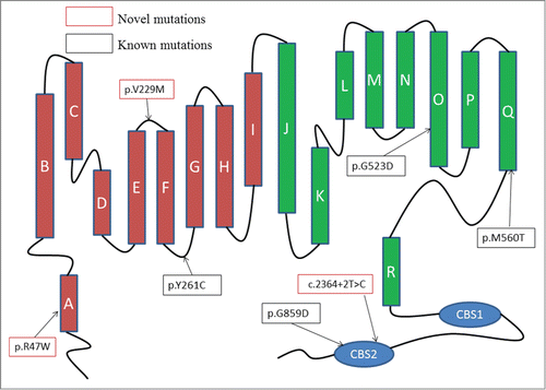 Figure 2. Localization on the human skeletal muscle chloride channel of the 7 mutations detected in this study.