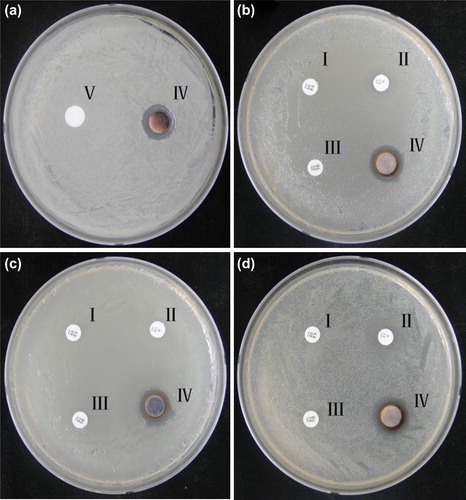 Figure 4. Zones of inhibition of reaction mixture containing silver nanoparticles against, Candida albicans (a), Salmonella enterica (b), Escherichia coli (c), Vibrio parahaemolyticus (d), respectively. Vancomycin 30 μg (I), penicillin G 10 μg (II), oleandomycin 15 μg (III), silver nanoparticles 3 μg (IV) and cycloheximide 3 μg (V) were loaded on each disk.