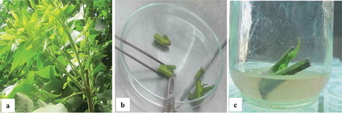 Figure 1. Preparation of pecan explants and their establishment on DKW medium; (a) Explants were taken from the spring flush of mature pecan trees; (b) Shoots were cut to one vegetative bud per node; (c) Explants were cultured individually in jars containing DKW medium