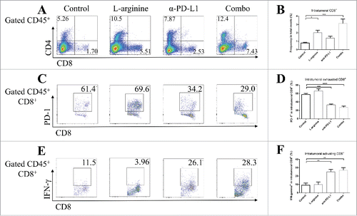 Figure 4. Combined treatment significantly elevated the number and activity of CD8+ T-cells in orthotopic tumors. (A) Representative data of proportions of CD8+ T-cells in tumor. (B) Pooled data of proportions of CD8+ T-cells in tumor in different groups (calculated from CD8+/total events). Representative data of proportions of PD-1+ (C) and IFN-γ+ (E) cells in intratumoral CD8+ cells. Pooled data of frequencies of PD-1+ (D) and IFN-γ+ (F) cells in intratumoral CD8+ cells from different groups. n = 5/group. * P < 0.05, ** P < 0.01, *** P < 0.001, and **** P < 0.0001. Data were presented as mean ± SEM.