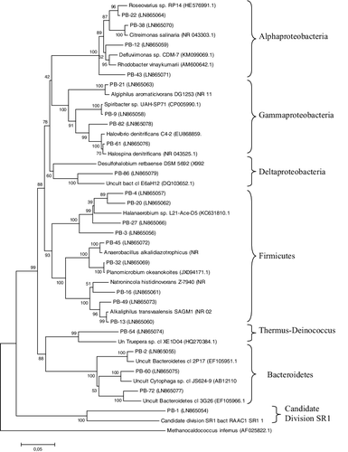 Figure 3. Neighbour-joining phylogenetic tree based on bacterial 16S rDNA sequences found in a crystallizer pond, PS.