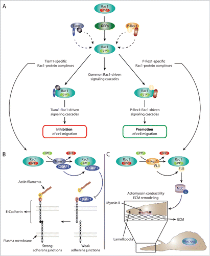 Figure 2. GEFs regulate Rac1 signaling via serving as Rac1 activators as well as scaffolding proteins. (A) Schematic representation of the dual role of GEFs in regulating Rac1 signaling. GEFs activate Rac1 via facilitating the exchange of GDP for GTP. This leads to the association of Rac1 to downstream effectors and the stimulation of various downstream signaling cascades. In addition to acting as Rac1 activators, GEFs can also serve as scaffolding proteins. For example, our data together with evidence from the literature suggest that the scaffolding role of Tiam1 and P-Rex1, 2 Rac-specific GEFs, is important for differentially modulating the Rac1 interactome. As a result, activation of Rac1 by either GEF mediates the formation of a number of GEF-specific Rac1-protein complexes that are important for dictating GEF-specific Rac1 downstream signaling cascades. For simplicity, multiple GEF-specific Rac1-protein interactors are depicted on the same Rac1 molecule; however, it is likely that each GEF drives multiple spatially and temporally distinct Rac1-protein complexes. (B) Schematic representation of the proposed Tiam1-Rac1-IQGAP1 signaling cascade leading to reduced cell migration. Tiam1-mediated Rac1 activation enhances Rac1 binding to IQGAP1. Based on information from the literature, this, in turn, can reduce IQGAP1-β-catenin binding, allowing the formation of stable α-catenin-β-catenin-E-cadherin complexes, thereby leading to stronger adherens junctions. Thus, negative regulation of IQGAP1-mediated cell-cell contact dissociation, might explain the stronger E-cadherin-mediated junctions and reduced cell migration associated with Tiam1-mediated Rac1 activation. (C) Schematic representation of the P-Rex1-Rac1-FLII signaling cascade leading to enhanced cell migration. Through serving as a Rac1 GEF as well as a scaffolding protein, P-Rex1 activates Rac1 while enhancing its interaction with FLII. This leads to increased phosphorylation (depicted by P) of MLC and the activation of myosin II. Given the colocalization of P-Rex1, FLII and actin in lamellipodia, the stimulation of myosin II leads to increased actomyosin contractility and ECM remodeling, potentially at the leading edge. Together, this promotes Rac1-driven cell migration.