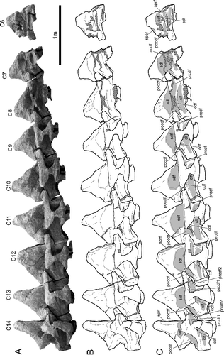 Figure 3. BIBE 45854, articulated series of nine mid and posterior cervical vertebrae of a large, osteologically mature Alamosaurus sanjuanensis. Series is estimated to represent the sixth to fourteenth cervical vertebrae. A, composite photo-mosaic of the cervical series in right lateral view; identification of each vertebra indicated by C6 to C14, respectively. B, line drawing based on the photo-mosaic in A. C, line drawing in B with labels shown and vertebral fossae indicated by solid grey fill; cross-hatching represents broken bone surfaces and reconstructive material. Abbreviations: C, cervical vertebra; cdf, centrodiapophyseal fossa; clf, centrum lateral fossa; pocdf, postzygapophyseal centrodiapophyseal fossa; prcdf, prezygapophyseal centrodiapophyseal fossa; prcdf1, dorsal prezygapophyseal centrodiapophyseal fossa; prcdf2, ventral prezygapophyseal centrodiapophyseal fossa; sdf, spinodiapophyseal fossa; spof, spinopostzygapophyseal fossa; sprf, spinoprezygapophyseal fossa.