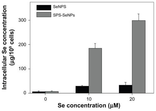 Figure 6 Cellular uptake of selenium nanoparticles functionalized by Spirulina polysaccharide by A375 cells. Cells were exposed to selenium nanoparticles functionalized by Spirulina polysaccharide or selenium nanoparticles at different concentrations for 72 hours. Cells without treatment were used as control. Intracellular selenium concentrations were determined with inductively coupled plasma atomic emission spectroscopy method.Note: Each value represents mean ± standard deviation (n = 3).Abbreviations: Se, selenium; SeNPs, selenium nanoparticles; SPS-SeNPs, selenium nanoparticles functionalized by Spirulina polysaccharide.