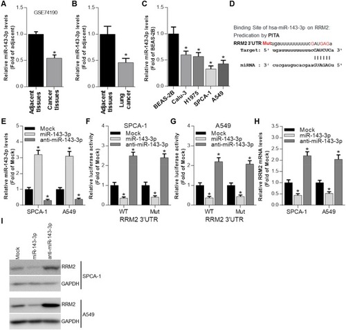Figure 2 RRM2 expression is negatively regulated by miR-143-3p. (A) GEO2R analysis was performed to evaluate the expression of miR-143-3p in cancer tissues and adjacent tissues from NSCLC patients. *P<0.05 vs adjacent tissues. (B) The expression of miR-143-3p in cancer tissues and adjacent tissues from NSCLC patients was determined by qRT-PCR. *P<0.05 vs adjacent tissues. (C) The expression of miR-143-3p in 4 NSCLC cell lines was determined by qRT-PCR with BEAS-2B as control. *P<0.05 vs BEAS-2B. (D) PITA analysis indicated the predicted binding sites between miR-143-3p and RRM2, as well as the mutant sites in the mutant-RRM2 luciferase vector. (E) The expression of miR-143-3p was determined by qRT-PCR after miR-143-3p and anti-miR-143-3p mimics were transfected into SPCA-1 and A549 cells. *P<0.05 vs Mock (mimics control). (F and G) Luciferase activity was determined by luciferase activity analysis in SPCA-1 and A549 cells transfected with WT-RRM2-3′UTR or MUT-RRM2-3′UTR and miRNA mimics. *P<0.05 vs Mock (mimics control). (H) The mRNA expression of RRM2 was determined by qRT-PCR after miR-143-3p and anti-miR-143-3p mimics were transfected into SPCA-1 and A549 cells. *P<0.05 vs Mock (mimics control). (I) The RRM2 expression was determined by Western blot after miR-143-3p and anti-miR-143-3p mimics were transfected into SPCA-1 and A549 cells.