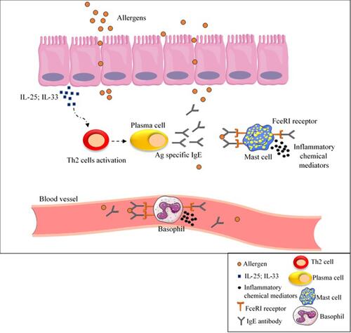 Figure 3 IgE- mediated wheat allergy. As a result of contact with allergens, IL-25 or IL-33 are secreted from epithelial cells, cause Th2 cell response activation and subsequently IgE antibodies production by B-cells. Inflammatory chemical mediators are released as a result of IgE antibody binding to FceRI receptor on mast cells and basophils as well as to specific epitopes in wheat allergens, causing allergic reactions.