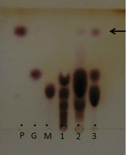 Figure 1. Thin-layer chromatography showing reaction products obtained from nerol and maltose using CGTase (lane 1), transglucosidase (lane 2), and washed cells of Agrobacterium sp. M-12 (lane 3).The arrow indicates the reaction product derived from nerol. Spots of lower mobility than maltose indicate malto-oligosaccharides. P, nerol glucoside; G, glucose; M, maltose.