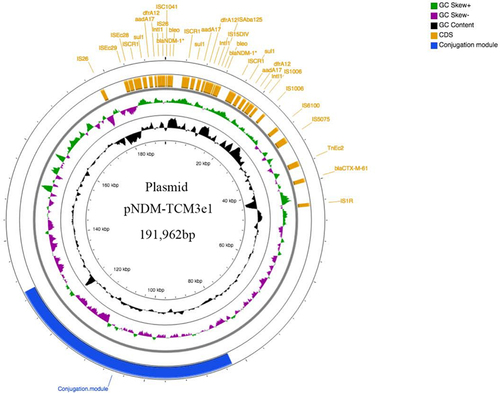 Figure 1 Genetic structure of plasmid pNDM-TCM3e1. This circular graph was created to illustrate the backbone and the location of the genetic load region of pNDM-TCM3e1. Genes are denoted by yellow rectangles. The GC skew is depicted as the inner circle in black and the GC content as the outer circle in green and purple. The blue region represents conjugation.