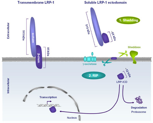 Figure 3 Low-density receptor-related protein 1 (LRP-1) ectodomain shedding and regulated intramembrane proteolysis.