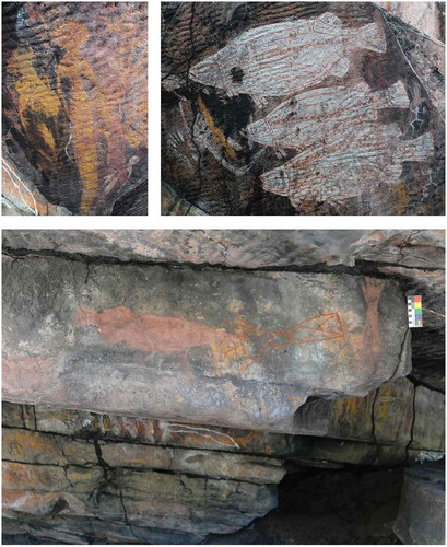 Fig. 9. Some of the images painted by Djimongurr and Nayombolmi at the Kurrih site; Top left, a yellow female figure made by Nayombolmi; Top right, three large barramundi fish by Djimongurr; Below, a saratoga and a Painted Hand (with diamond pattern) by Djimongurr, the later made by using his son Namandali’s hand and arm as a model. Note Josie’s hand stencil to the left of the barramundi (top right) and her hand stencils below the saratoga and Painted Hand (below, see also fig. 1). Photographs by Joakim Goldhahn, 2018, and (below) Ines Domingo Sans, 2017.