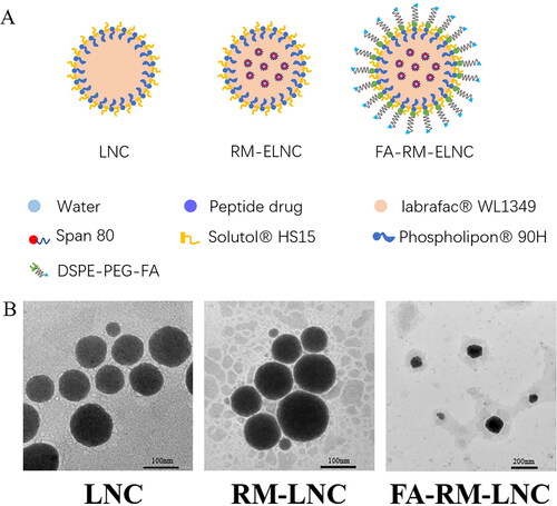 Figure 1. (A) Diagram of the LNCs, RM-ELNCs, and FA-RM-ELNCs. (B) Transmission electron micrographs of the LNCs, RM-LNCs, and FA-RM-LNCs.