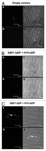 Figure 1. The bZIP domain of GBF1 forms heterodimers with bZIP domain of HY5 and HYH. In (A–C), (a) shows GFP channel fluorescence produced by GFP of pCAMBIA-1302 vector, serving as a positive control of transformation; (b) shows the YFP channel image produced by reconstruction of YFP; (c) shows the respective bright field image. (d) Shows merged image of (a, b and c). (A) Empty BiFC vectors and pCAMBIA-1302 vector (GFP) were co-transformed into onion epidermal cells. (B) bZIP domain (aa 220–315) of GBF1 (fused with YFP Nter) and bZIP domain (aa 77–168) of HY5 (fused with YFP Cter) were co-expressed into onion epidermal cells along with GFP. (C) bZIP domain (aa 220–315) of GBF1 (fused with YFP Cter) and bZIP domain (aa 74–149) of HYH (fused with YFP Nter) were co-expressed into onion epidermal cells along with GFP.