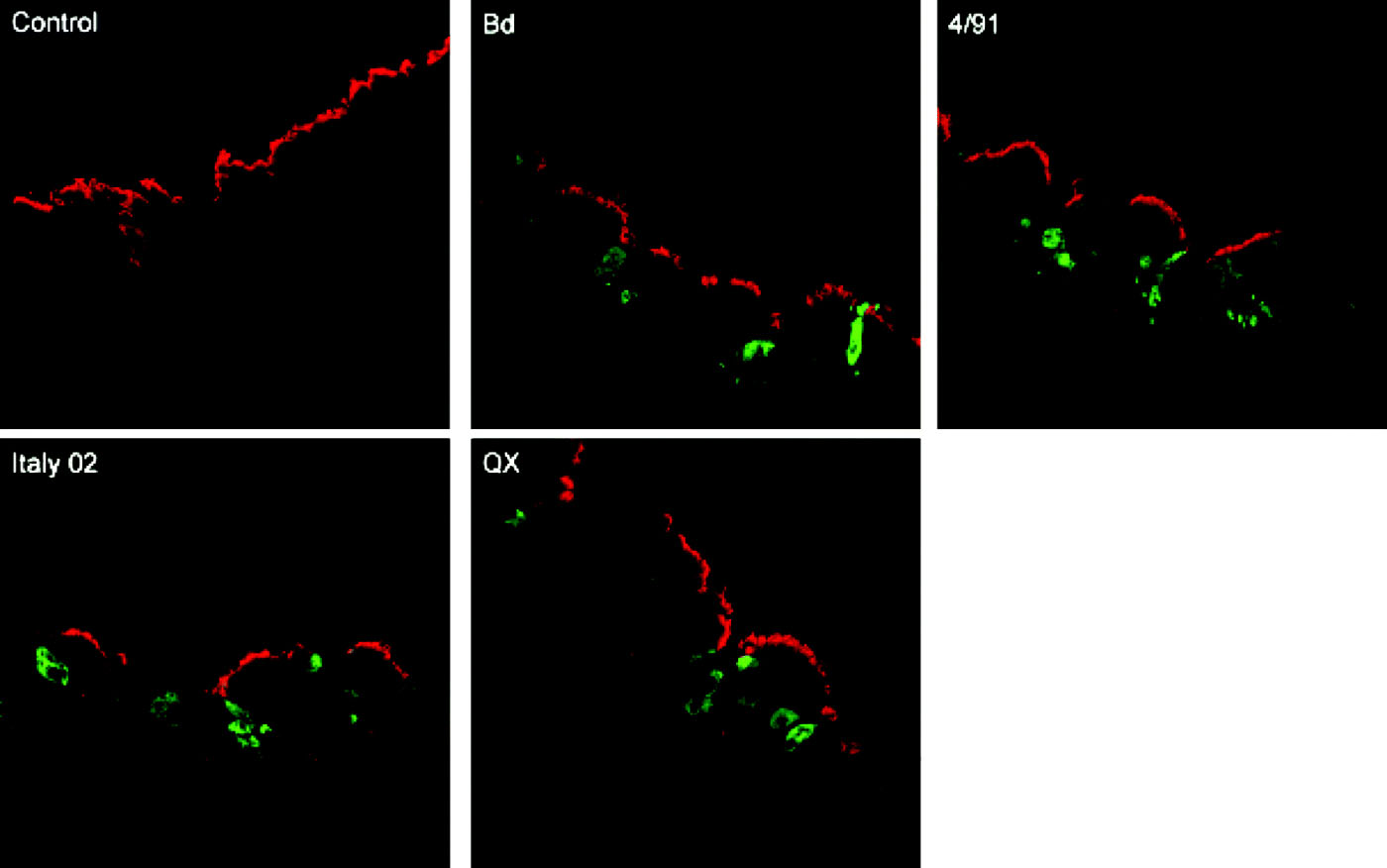 Figure 3.  Immunofluorescence analysis of cryosections prepared from IBV-infected tracheal organ cultures. At 24 h post infection, sections were stained with an anti-β-tubulin antibody to detect cilia (red) and with a monoclonal anti-N antibody to vizualize virus antigen (green). Bd, Beaudette.