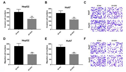 Figure 3 Knockdown of circCSPP1 inhibits the migration and invasion of liver cancer cells. (A–F) The transwell assay was performed to evaluate cell migration and invasion of liver cancer cells (n=6). **p<0.01 vs si-nc control group.