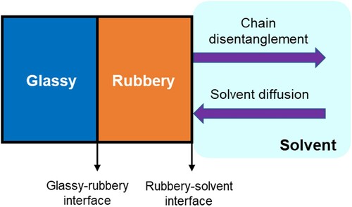 Figure 8. A schematic diagram of a one-dimensional solvent diffusion and polymer dissolution process, adapted from Narasimhan (Citation2001).