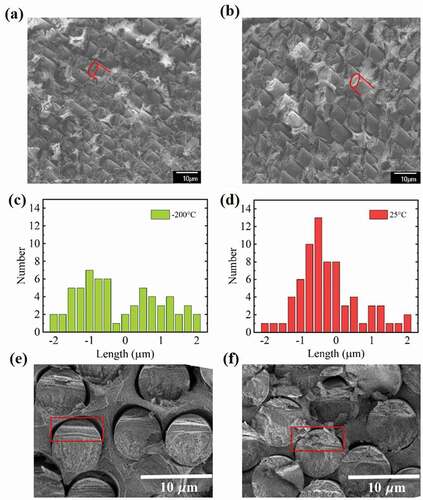 Figure 8. (a, b) SEM images taken for specimens fractured at −200°C and 25°C, respectively; Two broken CFs were outlined in red color to assist image comprehension; (c, d).Histograms of protrusion length of broken CFs in SEM images of (a) and (b); (e, f) SEM head-on shots of CF surface fractured at −200°C and 25°C, respectively