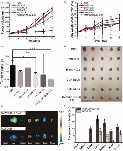 Figure 5. (A) The tumor volume, (B) body weight change ratio and (C) the tumor weight of mice after treatment with different samples. (D) Optical images showing tumors from treated mice. (E) In vivo distribution of TMZ/CUR-NLCs (2:1) and TMZ/CUR at 24 h. (F) The fluorescence intensity of TMZ/CUR-NLCs (2:1) and TMZ/CUR in different organs. The statistical significance is expressed as ***p < .001, **p < .01, *p < .05.