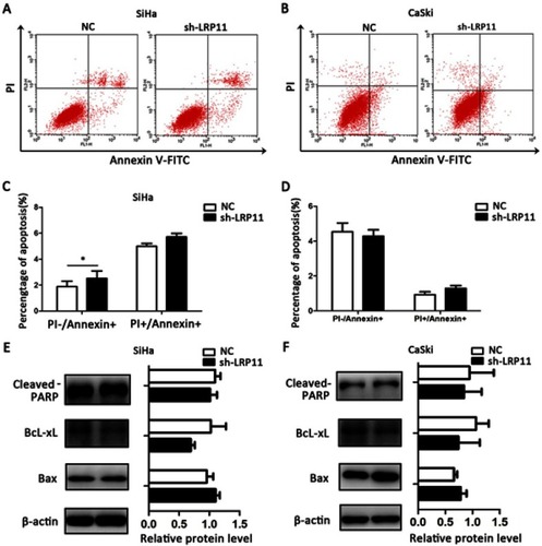 Figure 6 Effect of LRP11 on apoptosis. (A) Knockdown of LRP11 by shRNA induced early apoptosis of sh-LRP11 SiHa cells. (B) Knockdown of LRP11 by shRNA induced no change of apoptosis in CaSki cells. (C and D) Quantification of A and B. (E and F) After shRNA transfection, protein expression levels of cleaved PARP, Bcl-xL and Bax were analyzed by Western blotting. *P<0.05 compared with the NC groups.
