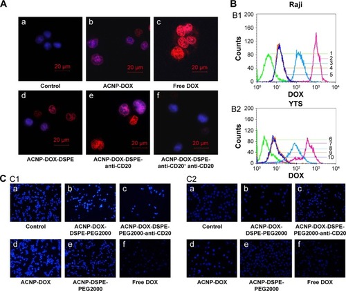 Figure 6 The targeting effect of ACNP-DOX-DSPE-PEG2000-anti-CD20.Notes: (A) The control Raji cells (a) had no red fluorescence of DOX found in their nucleus. The Raji cells treated with ACNP-DOX (b) had the weakest of red fluorescence in all the prepared complexes. The Raji cells treated with free DOX (c) had the strongest red fluorescence found in their nucleus. The fluorescence concentration of DOX in the nuclei of Raji cells treated with ACNP-DOX-DSPE (d) was slightly stronger than ACNP-DOX (b), meaning that ACNP is a sustained-release drug carrier. Raji cells treated with ACNP-DOX-DSPE-PEG2000-anti-CD20 (e) had the greatest of all the prepared complexes and was nearly equivalent to that of DOX (c) treatment alone; pretreatment with the monoclonal anti-CD20 antibody (f), which blocked cell surface CD20, reduced the fluorescence of intracellular DOX (Red represents fluorescence of DOX and blue is fluorescence of Hoechst 33258. (B) ACNP-DOX-DSPE-PEG2000-anti-CD20 resulted in the second highest uptake of DOX (B1), but in YTS cells, treatment resulted in the lowest amount of DOX uptake (B2) (1, control; 2, free DOX; 3, ACNP-DOX-DSPE-PEG2000-anti-CD20; 4, ACNP-DOX; 5, ACNP-DOX-DSPE-PEG2000; 6, control; 7, free DOX; 8, ACNP-DOX-DSPE-PEG2000; 9, ACNP-DOX; 10, ACNP-DOX-DSPE-PEG2000-anti-CD20). (C) Fluorescence microscopy observation of the morphology of cell apoptosis in Raji cells (C1) and YTS cells (C2) following treatment with various formulations of DOX (1 μg/mL). The untreated control cells (C1a and C2a) showed no observable apoptosis. Apoptotic cell morphology appeared in both Raji and YTS cells treated with ACNP-DOX-DSPE-PEG2000 complex (C1b and C2b). Only Raji cells (C1c) showed observable apoptosis when treated with ACNP-DOX-DSPE-PEG2000-anti-CD20, and apoptosis was not present in the YTS cells treated with ACNP-DOX-DSPE-PEG2000-anti-CD20 (C2c), indicating that the antibody-conjugated nanoparticles have a selectivity for CD20-positive Raji cells. Apoptotic cell morphology appeared in ACNP-DOX(C1d and C2d). The ACNP-DSPE-PEG2000 treated cells (C1e and C2e) showed no observable apoptosis as the control cells. The Raji and YTS cells treated with noncomplexed free DOX alone (C1f and C2f) had the obvious apoptosis. ACNP-DOX and ACNP-DOX modified with DSPE-PEG2000 showed no selectivity for CD20-positive or CD20-negative cells.Abbreviations: ACNP, active carbon nanoparticles; DOX, doxorubicin; DSPE, 1,2-distearoyl-sn-glycero-3-phosphoethanolamine; PEG, polyethylene glycol.