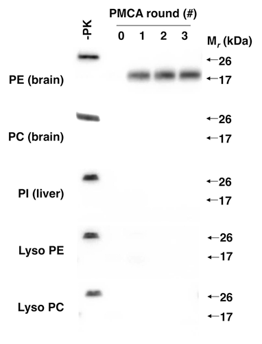 Figure 2. Effect of various phospholipids on prion formation.Citation24 Western blots showing 3-round sPMCA reactions using recPrP substrate and seeded with recPrPSc template, supplemented with various commercial preparations of purified and synthetic phospholipids at 2.5 mM final concentration, as indicated.